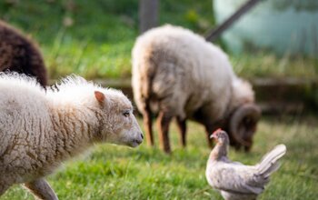 Schafe und Hühner auf der Weide