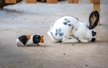 Meerschweinchen folgt Hase