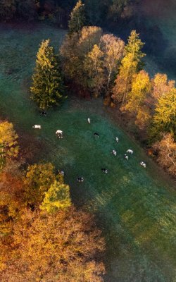 Luftaufnahme einer Wiese mit grasenden Kühen, umgeben von herbstlich gefärbten Bäumen
