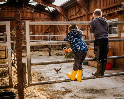 Zwei Jungen mit Gummistiefeln lehnen auf einem Metallzaun in einem Stall und beobachten ein Huhn auf dem Boden