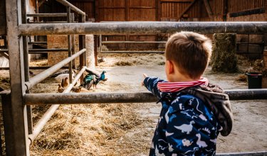 Junge zeigt auf Pfau und Hühner in einem Stall hinter Metallgitter
