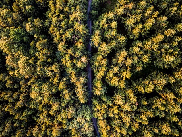Drohnenbildaufnahme vom Wald