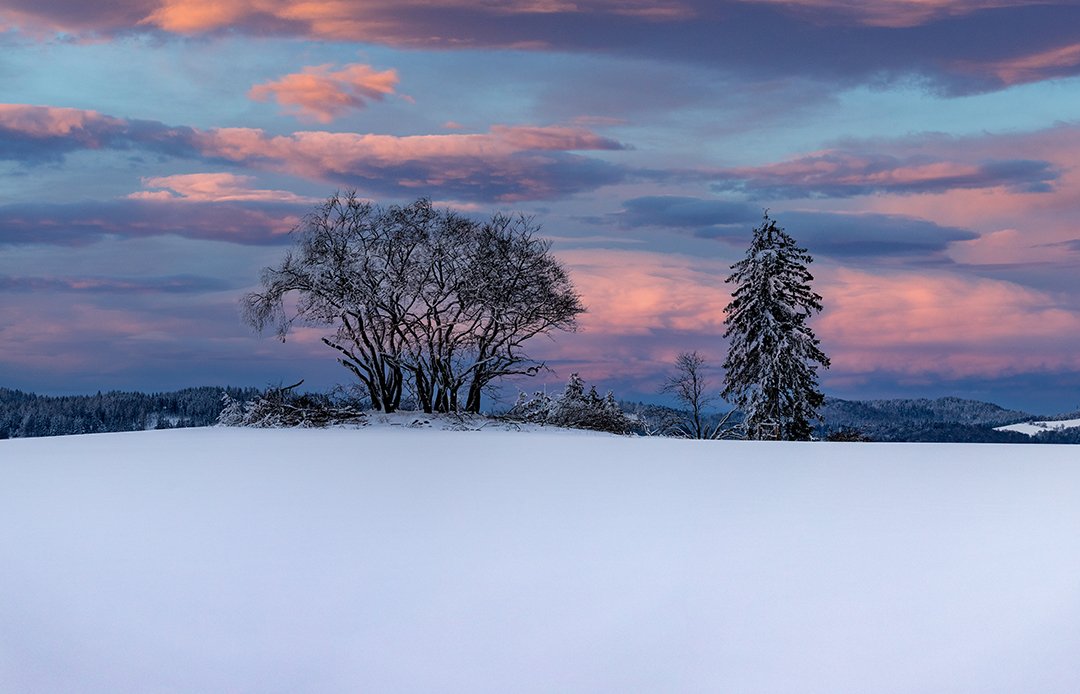 Schneebedeckte Landschaft mit kahlen Bäumen und einem Tannenbaum unter einem rosa-blauen Himmel