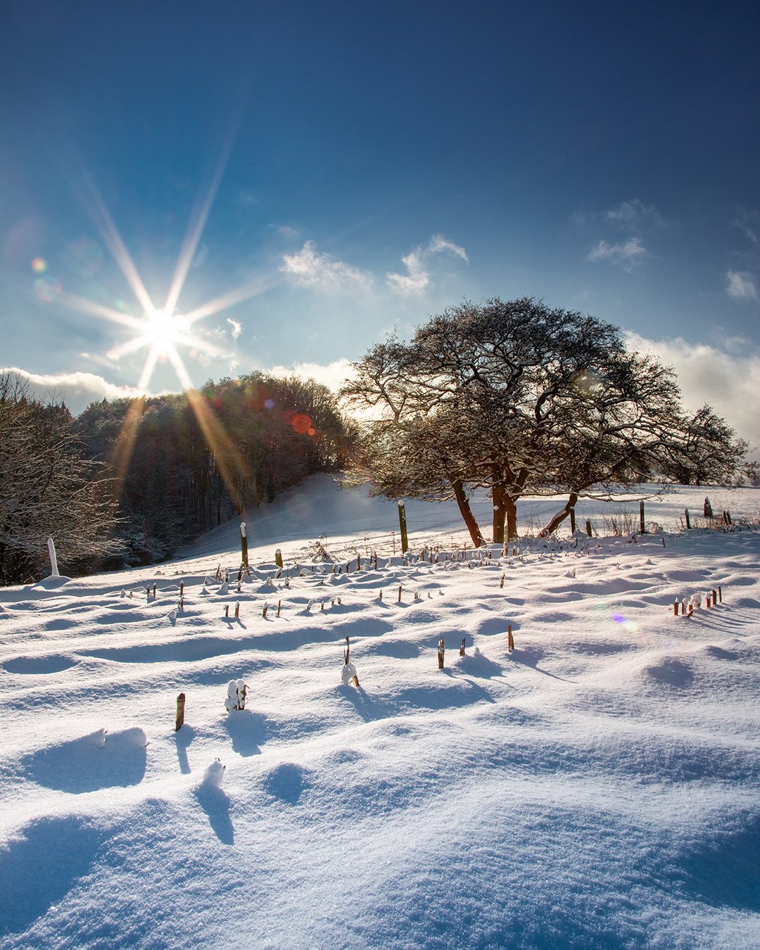 Winterlandschaft mit schneebedecktem Feld, Baum rechts und Sonne links am blauen Himmel