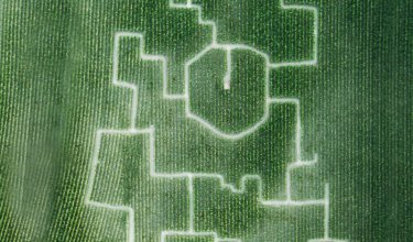 Luftaufnahme eines Maisfelds mit einem komplexen Labyrinth aus hellen Wegen