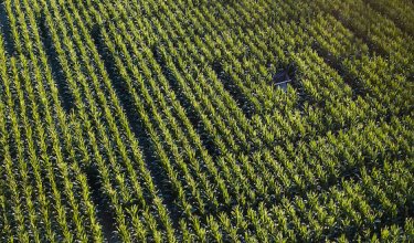 Luftaufnahme eines grünen Maisfelds mit einem Labyrinthmuster und einem kleinen Holztisch in der Mitte