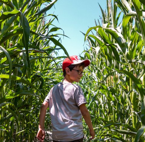 Junge mit roter Mütze geht durch einen hohen Maisfeldweg unter blauem Himmel