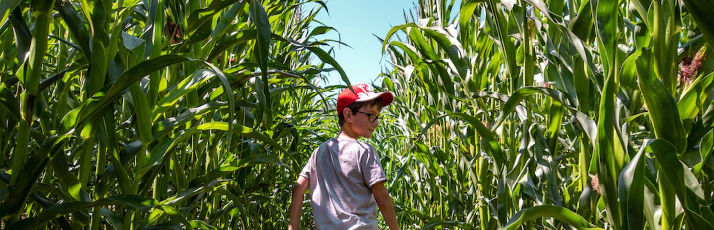 Junge beim Laufen durch das Maislabyrinth