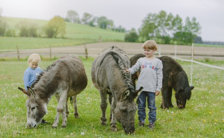 Zwei Kinder stehen auf einer Wiese und streicheln Esel und ein Pony beim Grasen