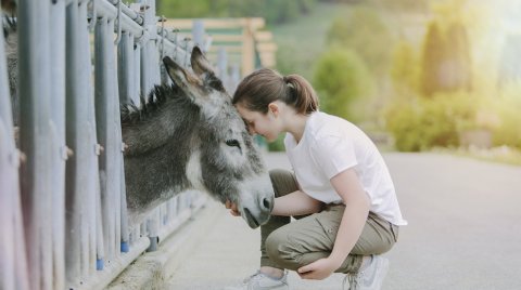 Ein Mädchen kniet und berührt liebevoll die Stirn eines Esels, der hinter einem Zaun steht.