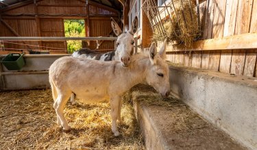 Zwei Esel in einem Stall, einer frisst Heu aus einem Futtertrog, der andere steht dahinter