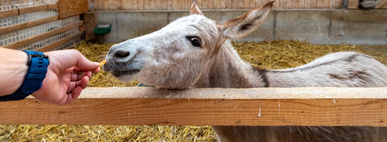 Essel wird mit einem Stück Karotte gefüttert