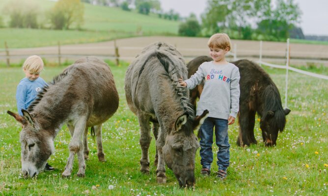 Zwei kleine Buben stehen mit den Eseln auf der Blumenwiese