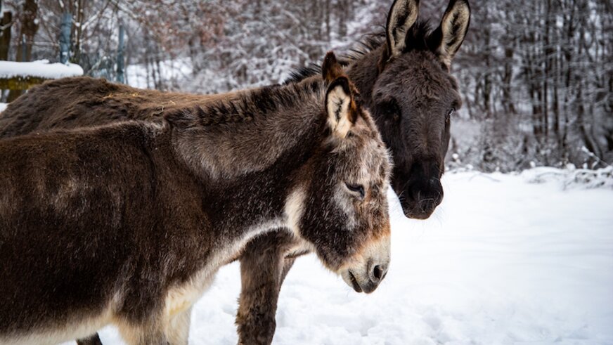 Eselpaar Anna und Moritz im Schnee