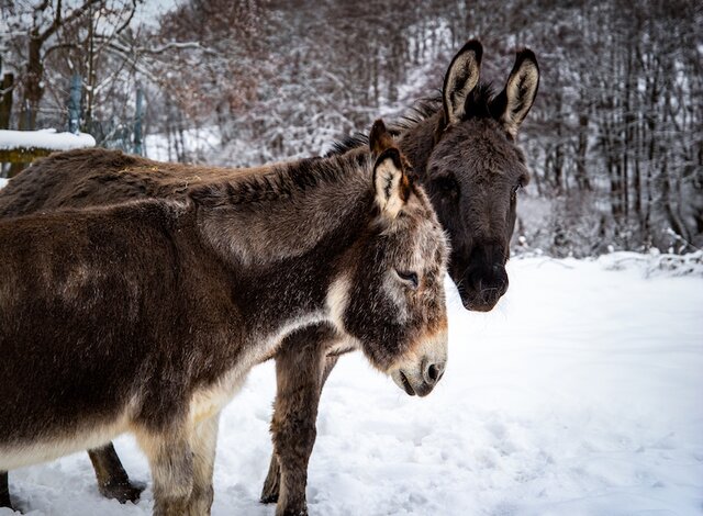 Zwei Esel im Schnee