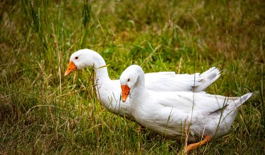 Zwei weiße Gänse mit orangen Schnäbeln im Gras, seitlich nebeneinander