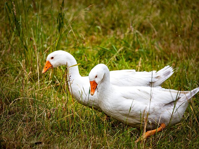 Gänsepaar im Familienhotel Ottonenhof