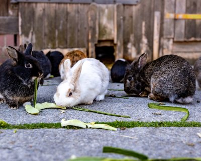 Mehrere Kaninchen fressen auf einem gepflasterten Boden vor einem Holzzaun