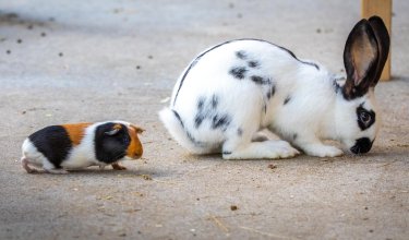 Meerschweinchen links folgt einem weißen Kaninchen mit schwarzen Flecken auf dem Boden