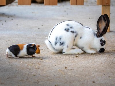 Meerschweinchen links folgt einem weißen Kaninchen mit schwarzen Flecken auf dem Boden