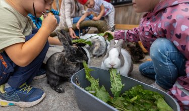 Kinder füttern Kaninchen mit grünen Blättern in einem Außenbereich
