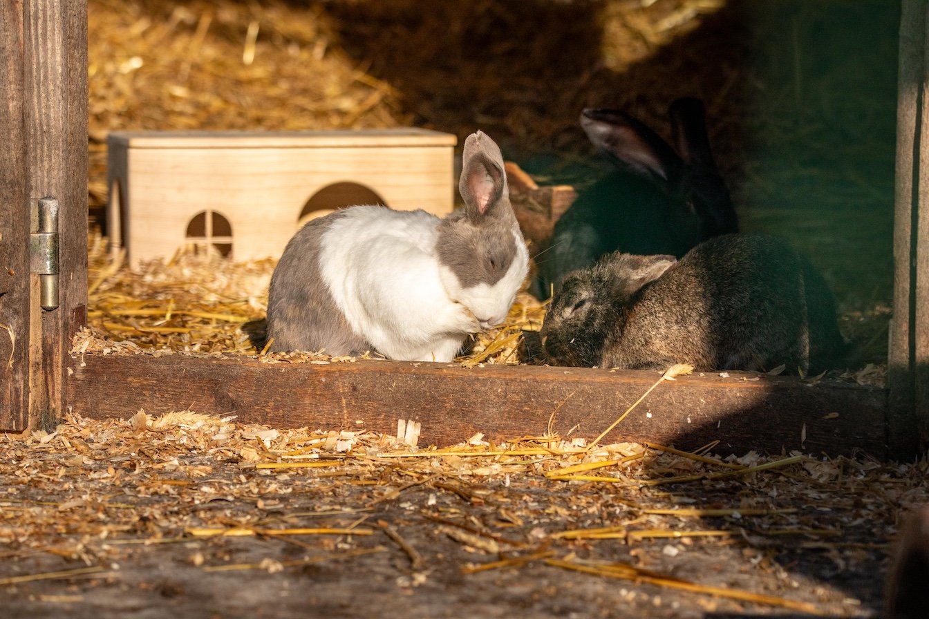Mehrere Kaninchen sitzen und ruhen in einem mit Stroh ausgelegten Stall mit einem kleinen Holzhaus