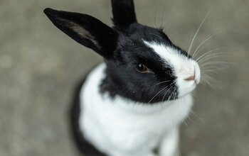 Hase