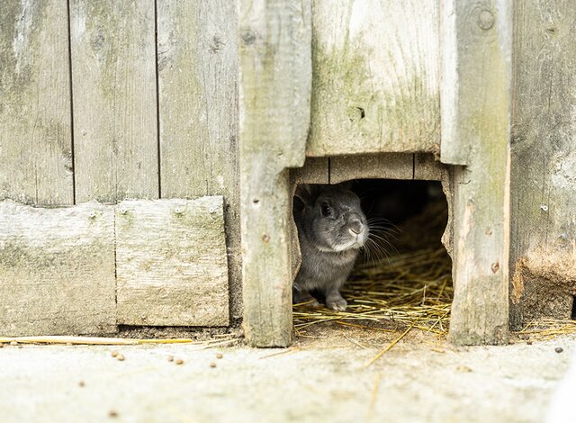 Hase schaut aus der Lucke