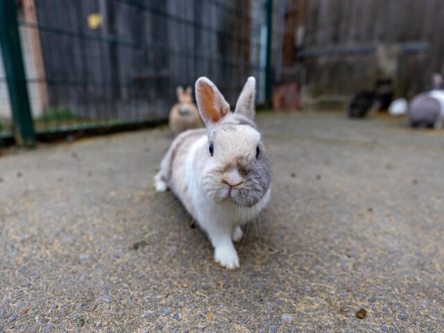 Ein neugieriger Hase