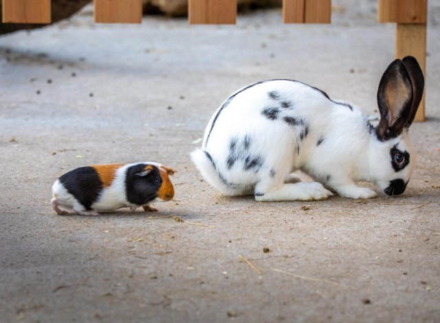 Meerschweinchen folgt einem Hasen