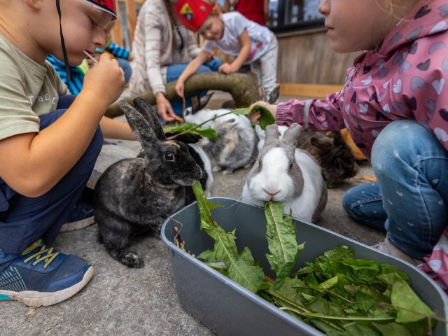 Kinder beim Hasenfüttern