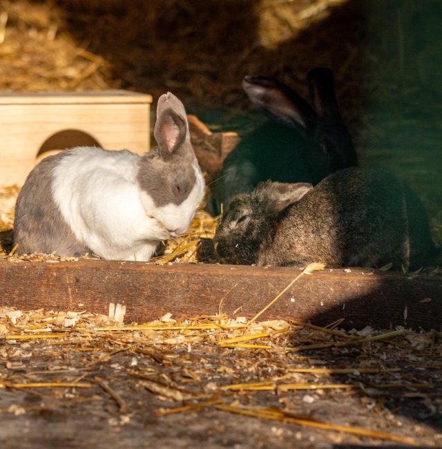 Kleines Meerschweinchen folgt weißem Hasen mit schwarzen Ohren