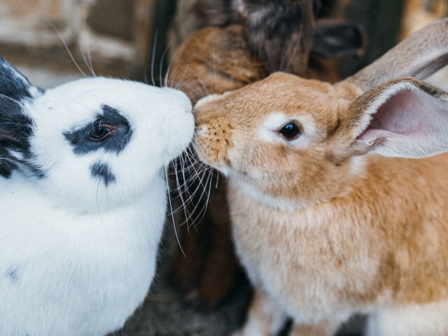 Zwei süße Hasen geben sich ein Küsschen