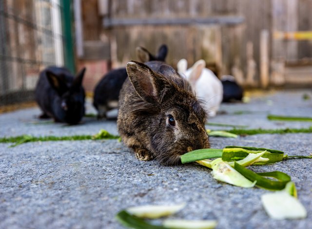 Hase mit Leckerlie