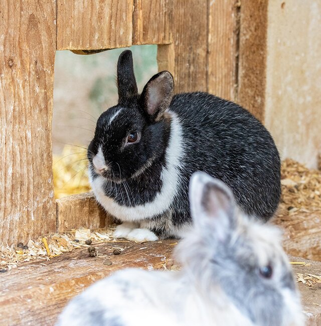 Süßer weißer Hase im Stall