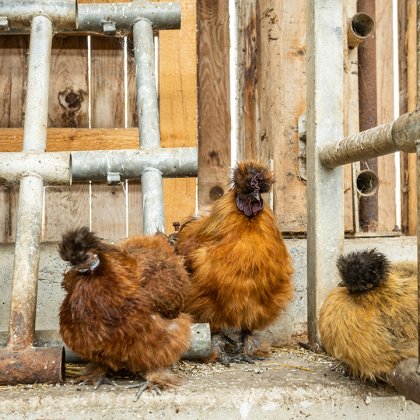 Drei flauschige Seidenhühner stehen auf einem Betonboden neben Metallrohren in einem Stall