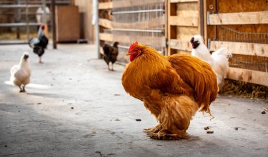 Großes orangefarbenes Huhn im Vordergrund in einem Hühnerstall mit mehreren Hühnern im Hintergrund