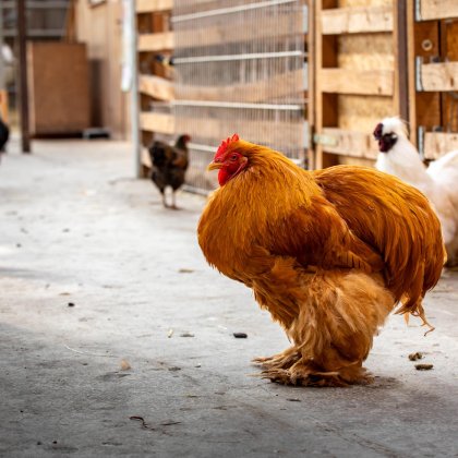 Großes orangefarbenes Huhn im Vordergrund in einem Hühnerstall mit mehreren Hühnern im Hintergrund