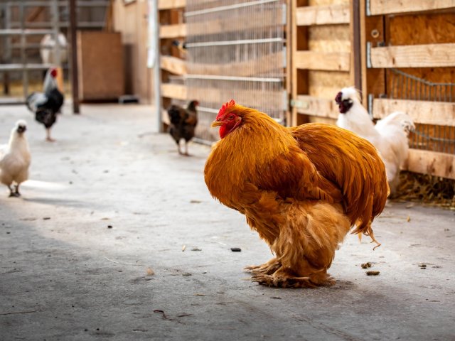 Hahn und Hühner im Stall