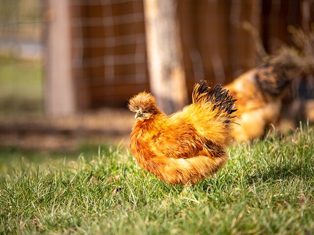 Huhn