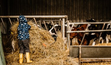 Kind mit gelben Gummistiefeln füttert Kälber mit Heu in einem Stall