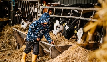 Kind in blauer Jacke und gelben Gummistiefeln füttert Kühe im Stall am Futtertrog