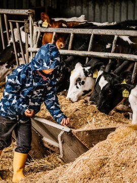Kind in blauer Jacke und gelben Gummistiefeln füttert Kühe im Stall am Futtertrog