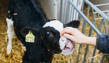 Kalb mit gelbem Ohranhänger wird von Hand im Stall gestreichelt