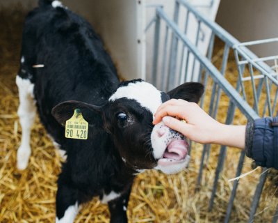 Kalb mit gelbem Ohranhänger wird von Hand im Stall gestreichelt