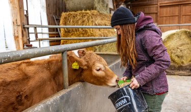 Frau füttert ein Kalb in einem Stall mit Heuballen im Hintergrund