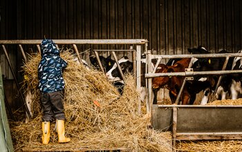 Junge füttert die Kühe im Stall