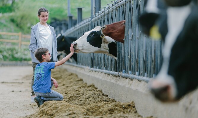 Kinder streicheln Milchkühe im Freien