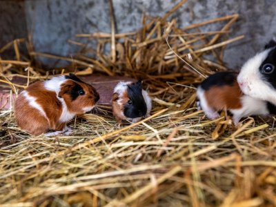 Mehrere Meerschweinchen sitzen auf Stroh in einem Stall mit einer grauen Wand im Hintergrund.