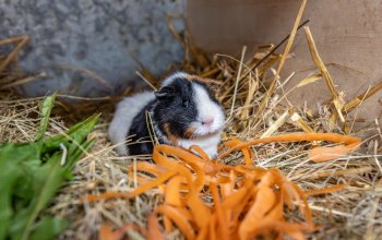 Mehrschweinchen mit seinem Essen